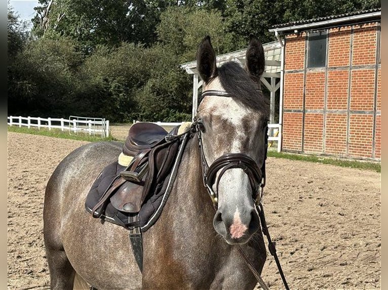Sportivo Tedesco / Sportivo della Germania Castrone 4 Anni 165 cm Grigio in Verden (Aller)