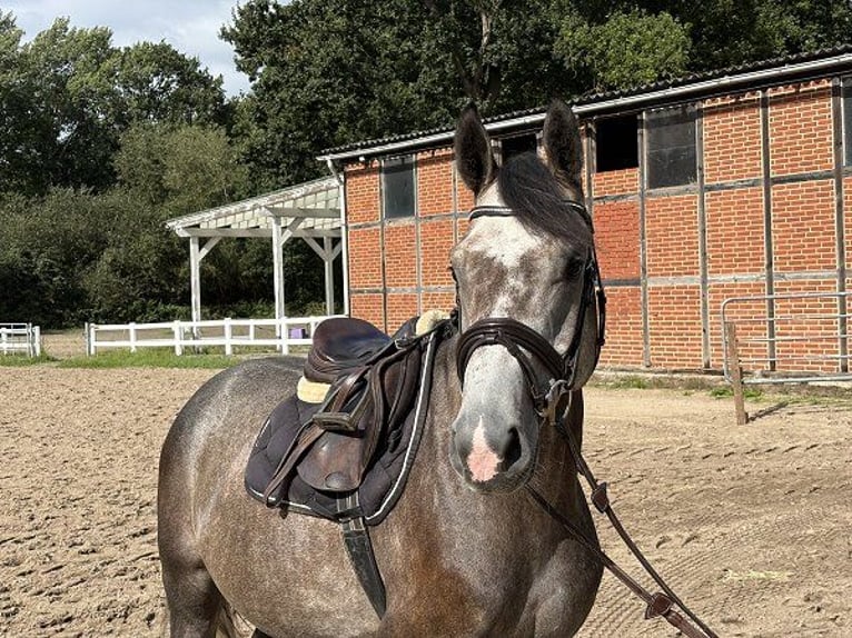 Sportivo Tedesco / Sportivo della Germania Castrone 4 Anni 165 cm Grigio in Verden (Aller)