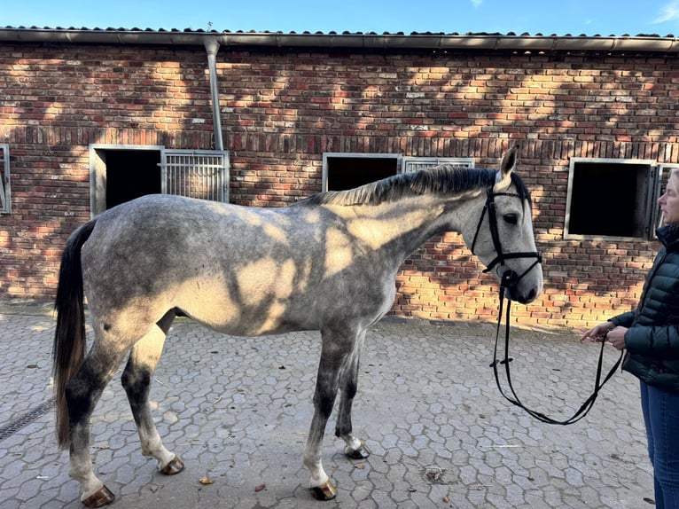 Sportivo Tedesco / Sportivo della Germania Castrone 4 Anni 165 cm Grigio in Grevenbroich