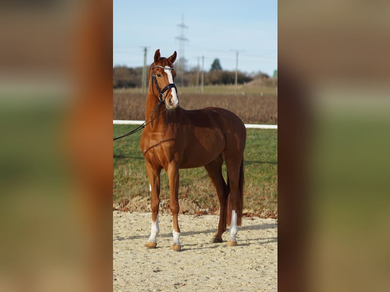 Sportivo Tedesco / Sportivo della Germania Castrone 4 Anni 165 cm Sauro in Brilon