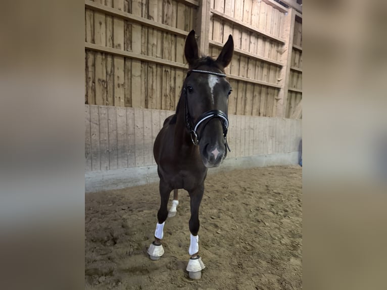 Sportivo Tedesco / Sportivo della Germania Castrone 4 Anni 165 cm Sauro scuro in Karlsfeld