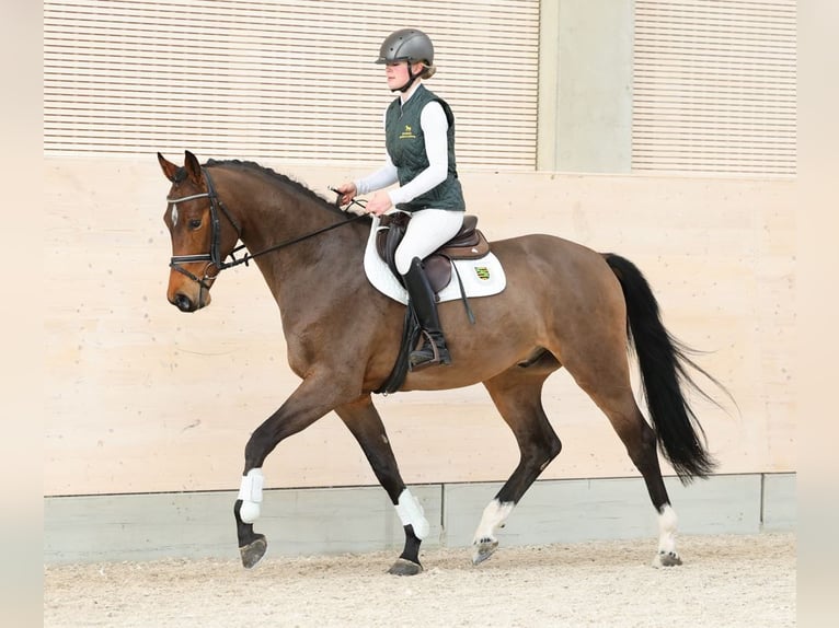 Sportivo Tedesco / Sportivo della Germania Castrone 4 Anni 166 cm Baio in Moritzburg