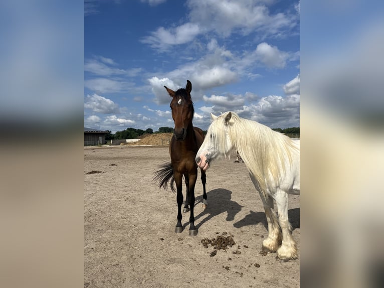 Sportivo Tedesco / Sportivo della Germania Castrone 4 Anni 166 cm Baio in Altlandsberg