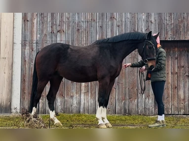 Sportivo Tedesco / Sportivo della Germania Castrone 4 Anni 166 cm Baio scuro in Bruck