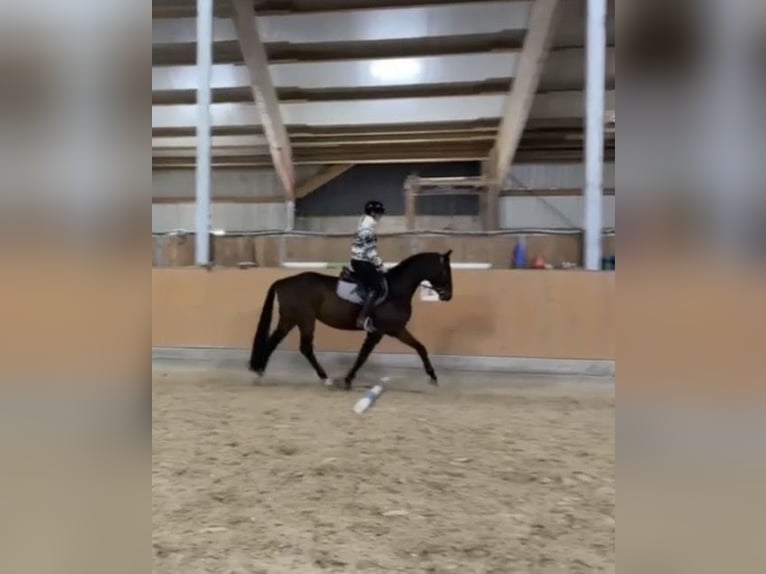 Sportivo Tedesco / Sportivo della Germania Castrone 4 Anni 166 cm Baio scuro in Irsch