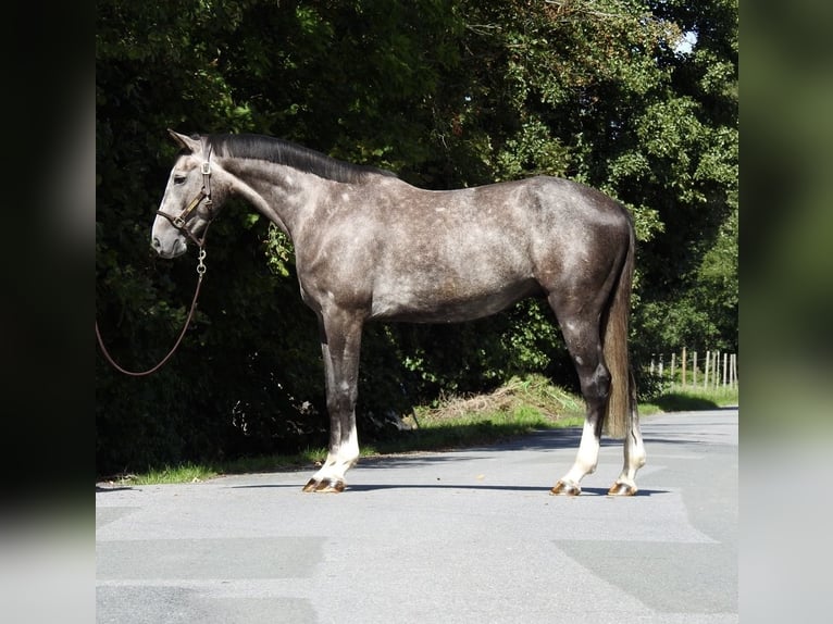 Sportivo Tedesco / Sportivo della Germania Castrone 4 Anni 166 cm Grigio in Verl