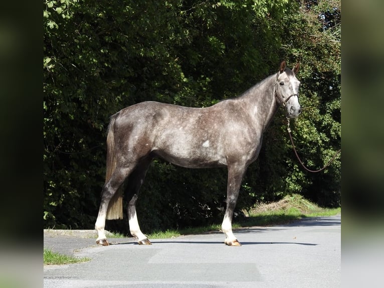 Sportivo Tedesco / Sportivo della Germania Castrone 4 Anni 166 cm Grigio in Verl