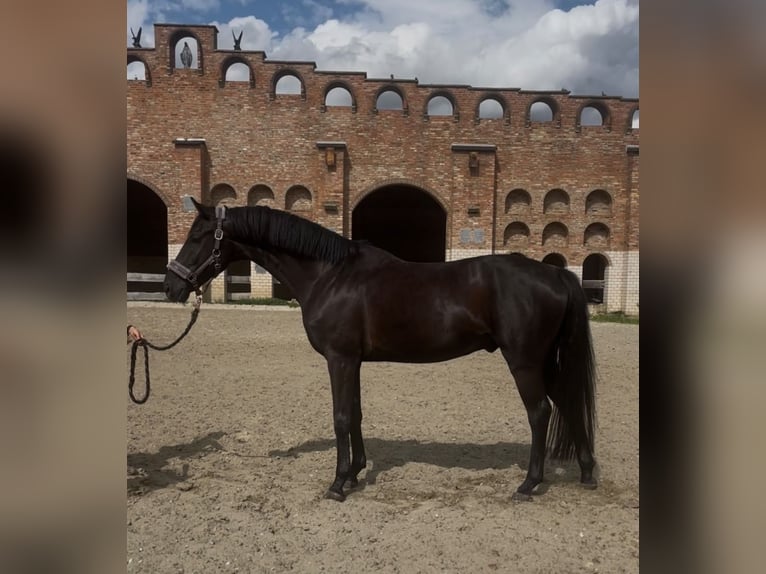 Sportivo Tedesco / Sportivo della Germania Castrone 4 Anni 166 cm Morello in Schöningen