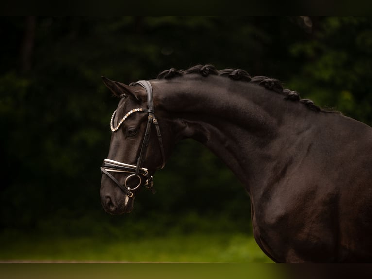 Sportivo Tedesco / Sportivo della Germania Castrone 4 Anni 166 cm Morello in Wehringen
