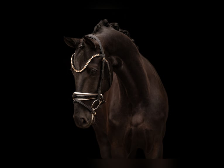 Sportivo Tedesco / Sportivo della Germania Castrone 4 Anni 166 cm Morello in Wehringen