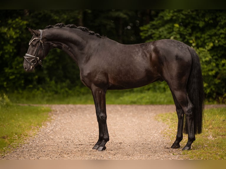 Sportivo Tedesco / Sportivo della Germania Castrone 4 Anni 166 cm Morello in Wehringen