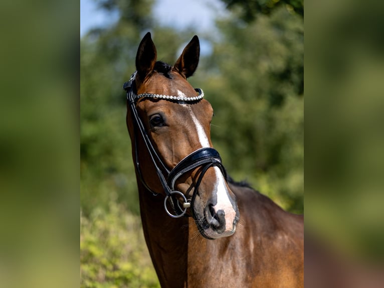 Sportivo Tedesco / Sportivo della Germania Castrone 4 Anni 167 cm Baio in Rosenheim