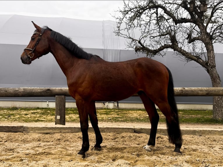 Sportivo Tedesco / Sportivo della Germania Castrone 4 Anni 167 cm Baio in Neustift im Stubaital