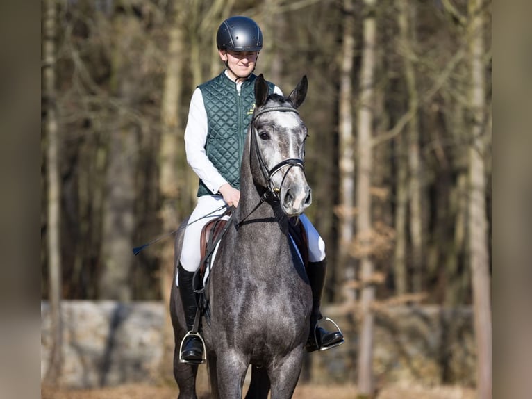 Sportivo Tedesco / Sportivo della Germania Castrone 4 Anni 167 cm Grigio in Moritzburg