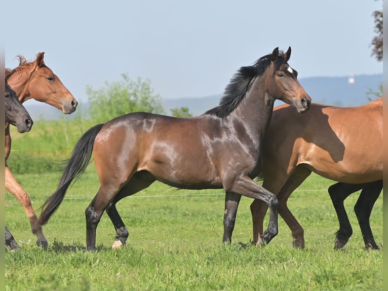 Sportivo Tedesco / Sportivo della Germania Castrone 4 Anni 168 cm Baio in Rhinow