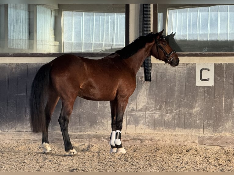 Sportivo Tedesco / Sportivo della Germania Castrone 4 Anni 168 cm Baio in Straubing