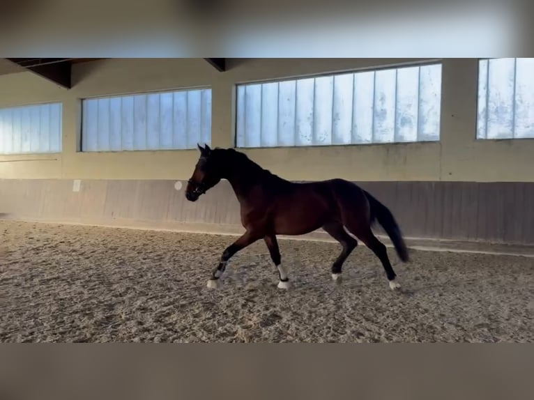 Sportivo Tedesco / Sportivo della Germania Castrone 4 Anni 168 cm Baio in Straubing