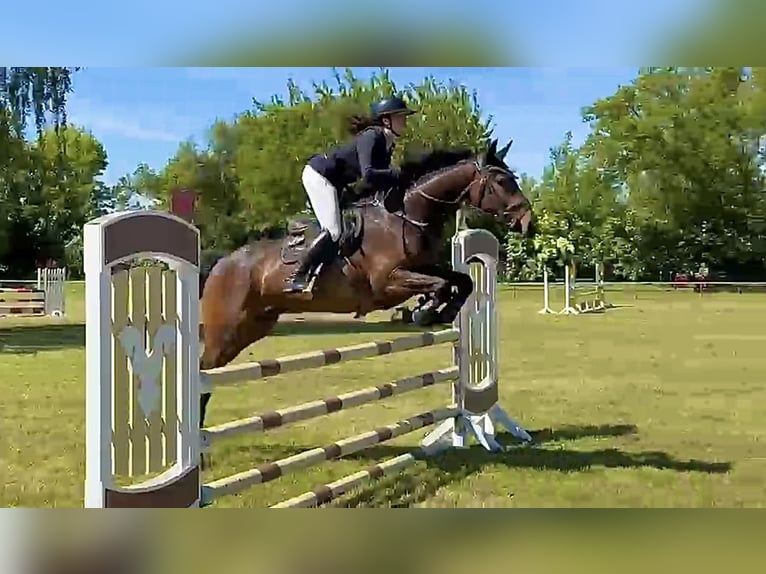 Sportivo Tedesco / Sportivo della Germania Castrone 4 Anni 168 cm Baio in Aschersleben