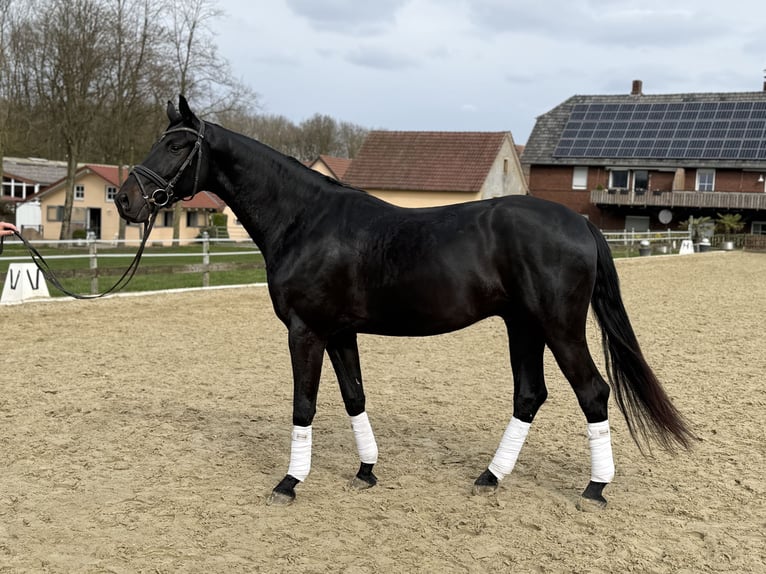 Sportivo Tedesco / Sportivo della Germania Castrone 4 Anni 168 cm Baio nero in Georgsmarienhütte