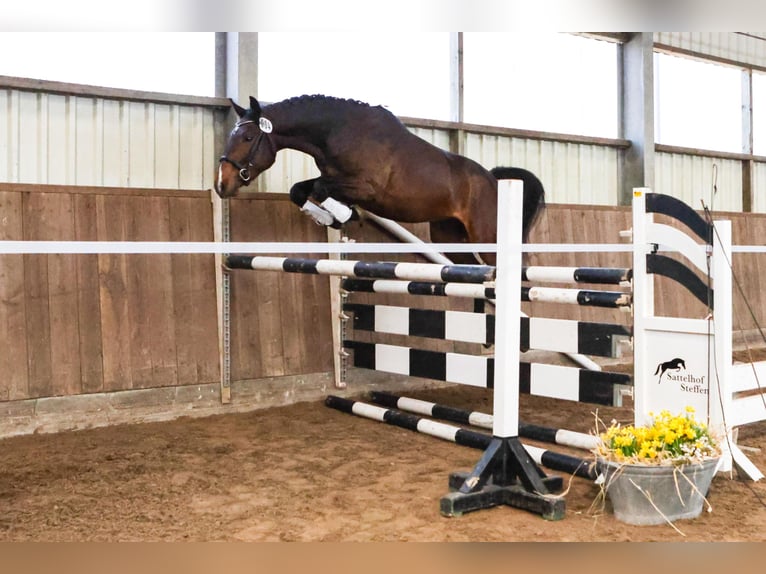 Sportivo Tedesco / Sportivo della Germania Castrone 4 Anni 168 cm Baio scuro in Arendsee