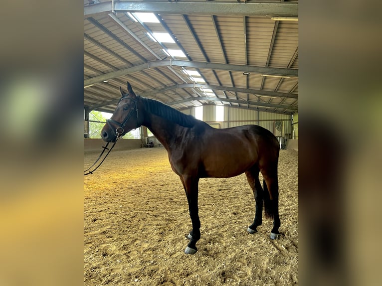 Sportivo Tedesco / Sportivo della Germania Castrone 4 Anni 168 cm Baio scuro in Thaleischweiler-Fröschen