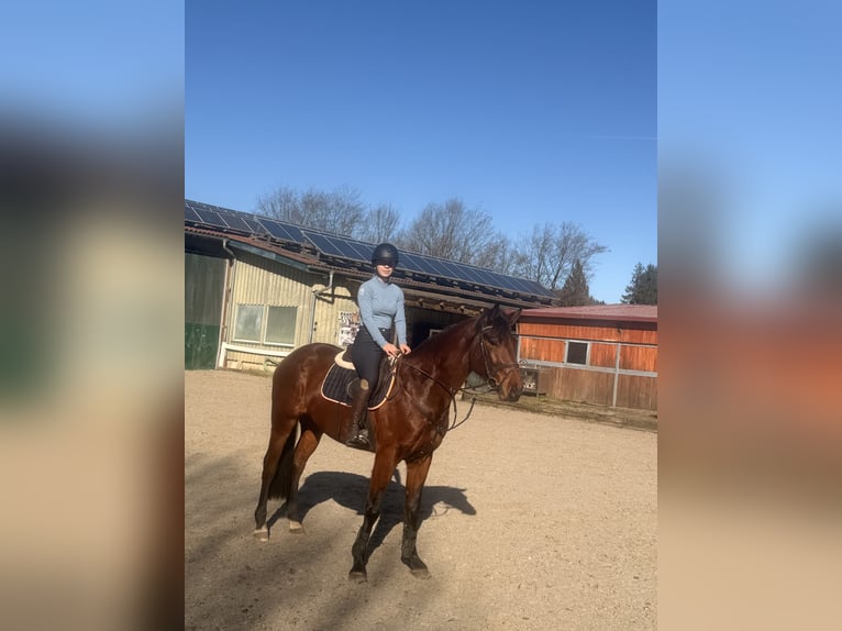 Sportivo Tedesco / Sportivo della Germania Castrone 4 Anni 168 cm Baio scuro in Schwäbisch Gmünd