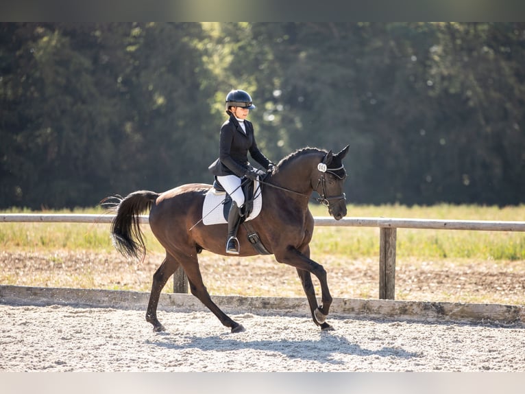 Sportivo Tedesco / Sportivo della Germania Castrone 4 Anni 168 cm Morello in Duggendorf
