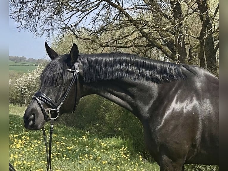 Sportivo Tedesco / Sportivo della Germania Castrone 4 Anni 168 cm Morello in Weilheim an der Teck