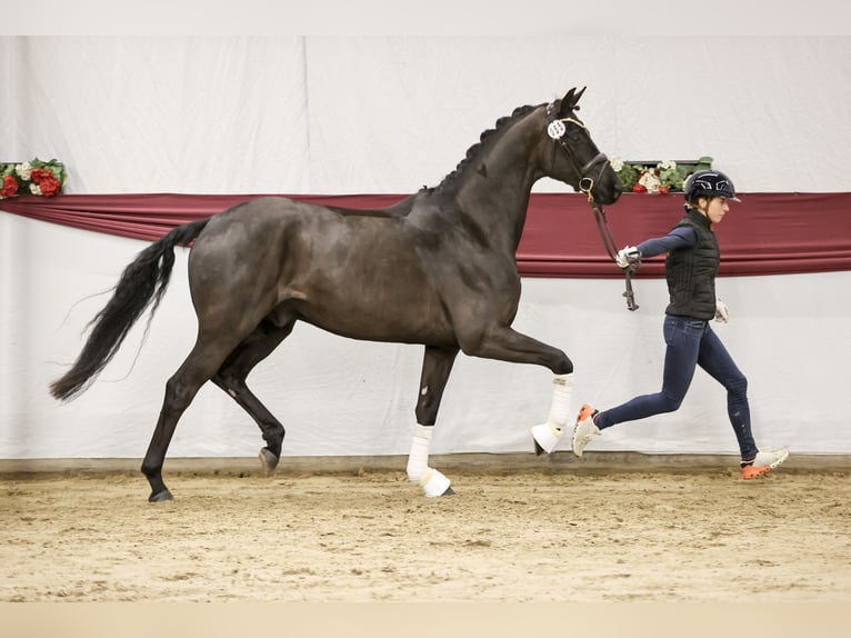 Sportivo Tedesco / Sportivo della Germania Castrone 4 Anni 168 cm Morello in Weilheim an der Teck