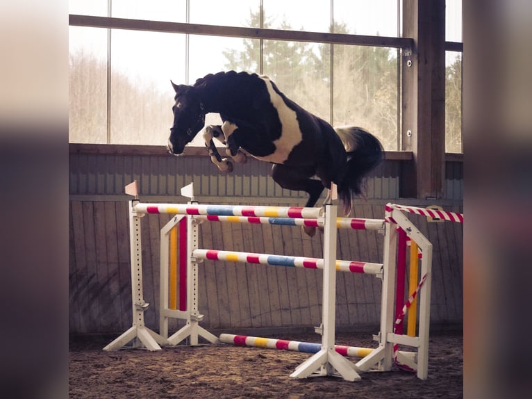 Sportivo Tedesco / Sportivo della Germania Castrone 4 Anni 168 cm Pezzato in Nettersheim