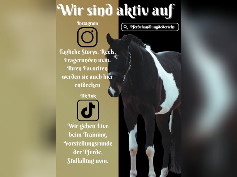 Sportivo Tedesco / Sportivo della Germania Castrone 4 Anni 168 cm Pezzato in Nettersheim