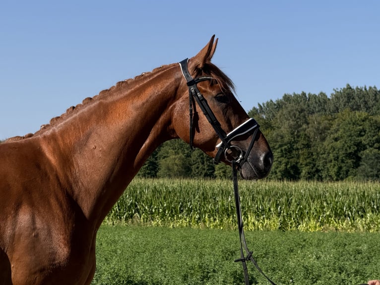 Sportivo Tedesco / Sportivo della Germania Castrone 4 Anni 168 cm Sauro in Riedlingen