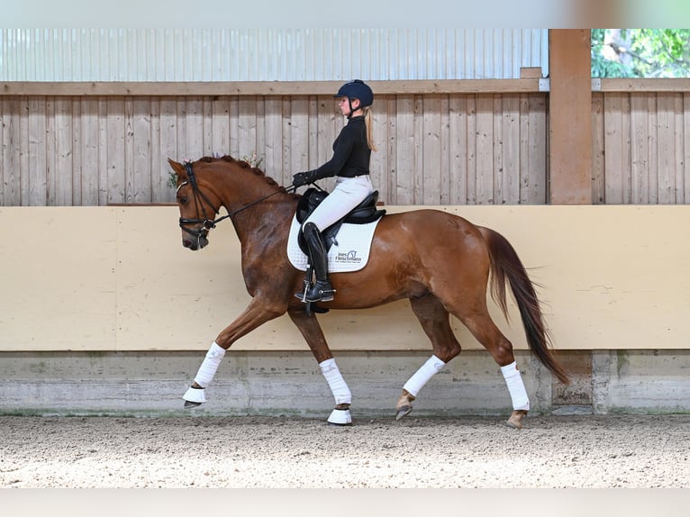 Sportivo Tedesco / Sportivo della Germania Castrone 4 Anni 168 cm Sauro in Ostrach