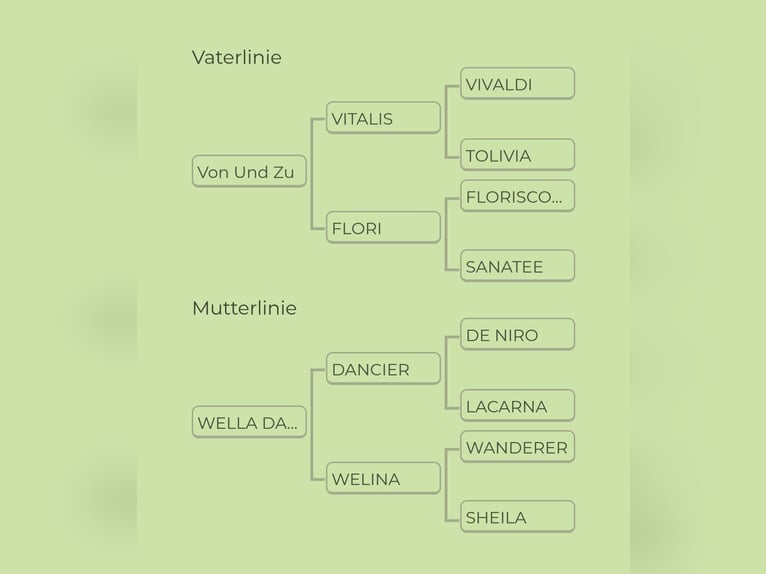 Sportivo Tedesco / Sportivo della Germania Castrone 4 Anni 168 cm Sauro in Niederstotzingen