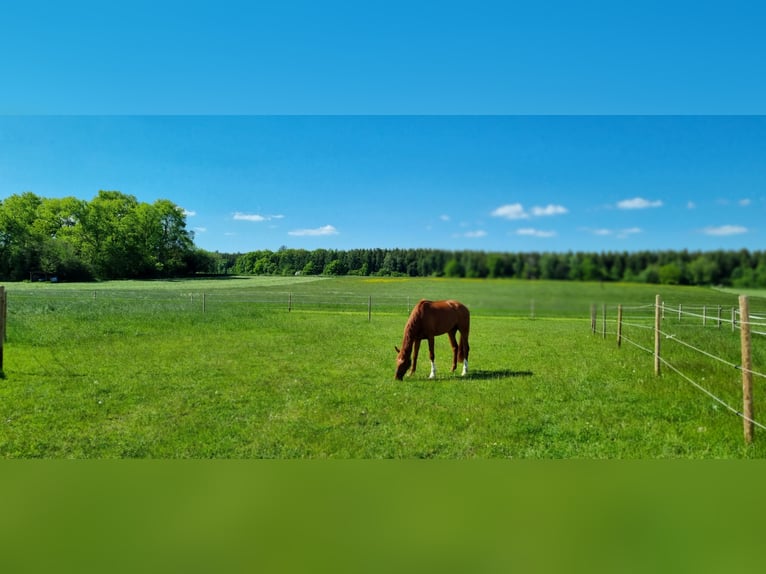 Sportivo Tedesco / Sportivo della Germania Castrone 4 Anni 168 cm Sauro in Niederstotzingen