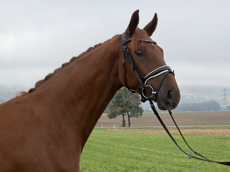 Sportivo Tedesco / Sportivo della Germania Castrone 4 Anni 168 cm Sauro in Riedlingen