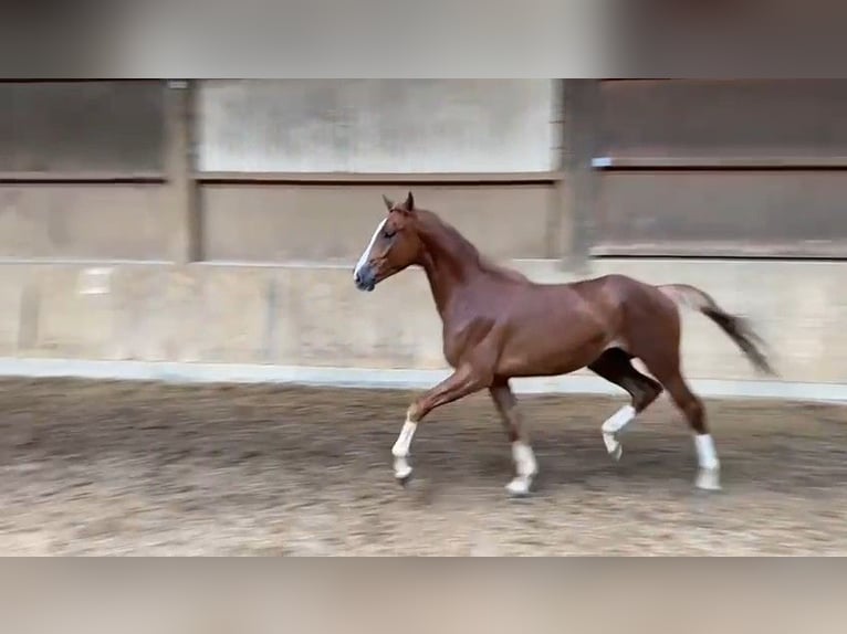 Sportivo Tedesco / Sportivo della Germania Castrone 4 Anni 168 cm Sauro in Römerstein