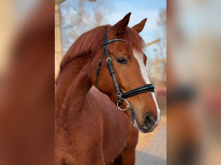 Sportivo Tedesco / Sportivo della Germania Castrone 4 Anni 168 cm Sauro in Radzymin
