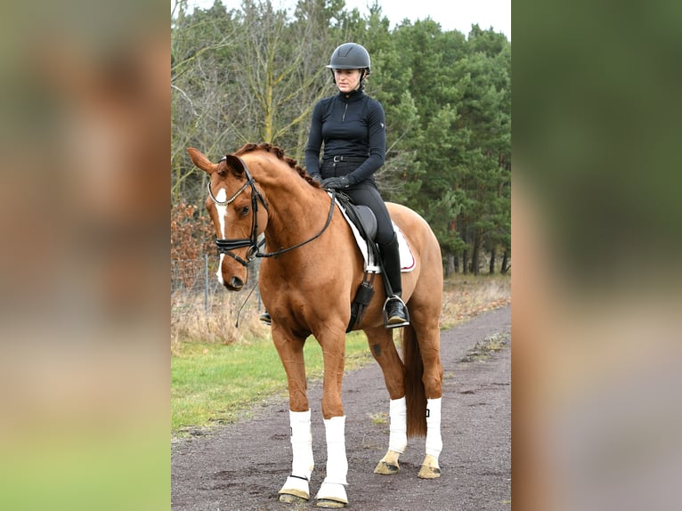 Sportivo Tedesco / Sportivo della Germania Castrone 4 Anni 168 cm Sauro in Kamern