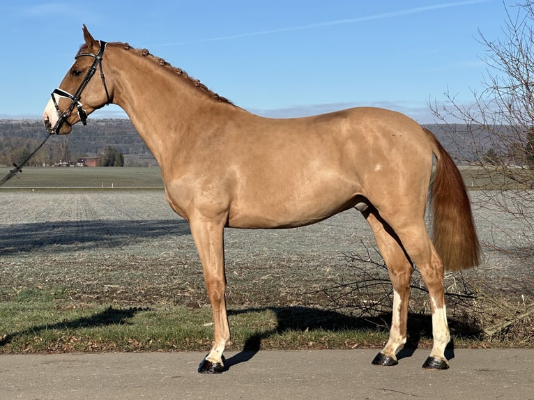 Sportivo Tedesco / Sportivo della Germania Castrone 4 Anni 168 cm Sauro in Riedlingen