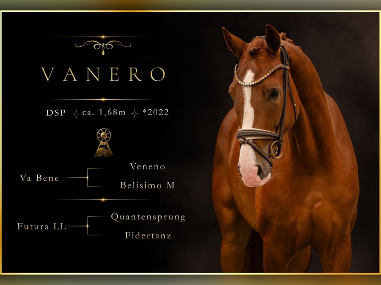 Sportivo Tedesco / Sportivo della Germania Castrone 4 Anni 168 cm Sauro scuro in Wehringen