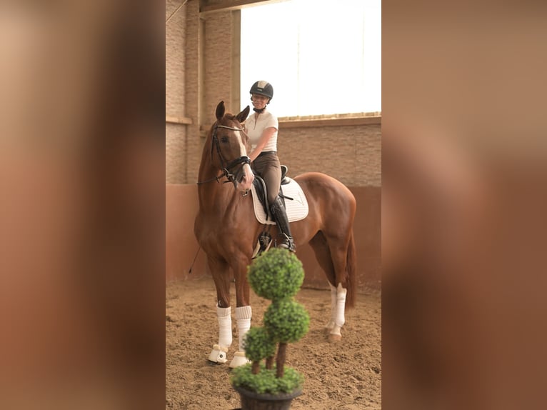 Sportivo Tedesco / Sportivo della Germania Castrone 4 Anni 168 cm Sauro scuro in Wehringen