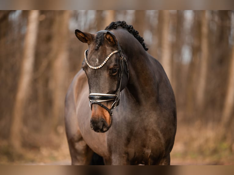 Sportivo Tedesco / Sportivo della Germania Castrone 4 Anni 169 cm Baio in Wehringen