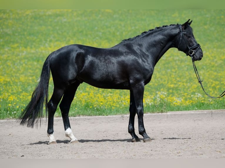 Sportivo Tedesco / Sportivo della Germania Castrone 4 Anni 169 cm Morello in Altensteig