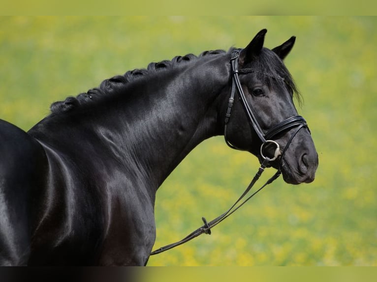 Sportivo Tedesco / Sportivo della Germania Castrone 4 Anni 169 cm Morello in Altensteig