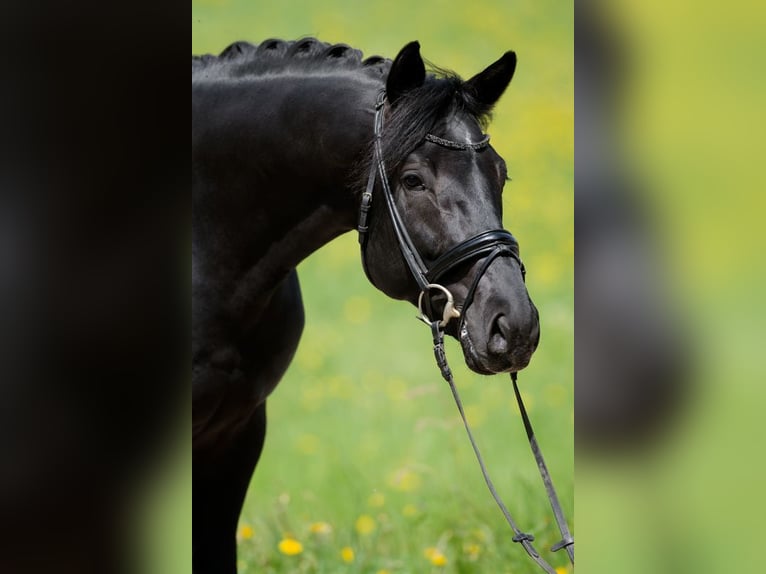 Sportivo Tedesco / Sportivo della Germania Castrone 4 Anni 169 cm Morello in Altensteig