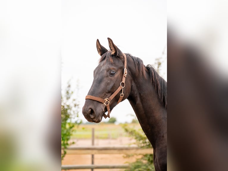 Sportivo Tedesco / Sportivo della Germania Castrone 4 Anni 169 cm Morello in Altlandsberg