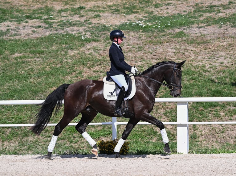 Sportivo Tedesco / Sportivo della Germania Castrone 4 Anni 169 cm Morello in Gomadingen