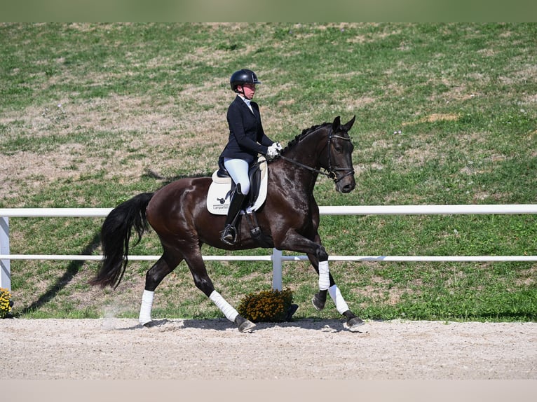Sportivo Tedesco / Sportivo della Germania Castrone 4 Anni 169 cm Morello in Gomadingen