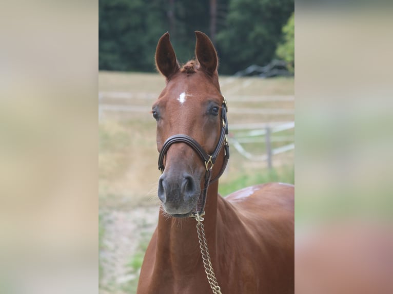 Sportivo Tedesco / Sportivo della Germania Castrone 4 Anni 169 cm Sauro in Erharting